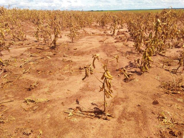 Quebra de safra de soja no RS pode chegar a 25%, diz especialista