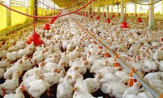 Exportação de material genético avícola cresce 12,5% em 2022