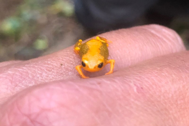 IAT disponibiliza consulta a novas pesquisas científicas feitas em Unidades de Conservação