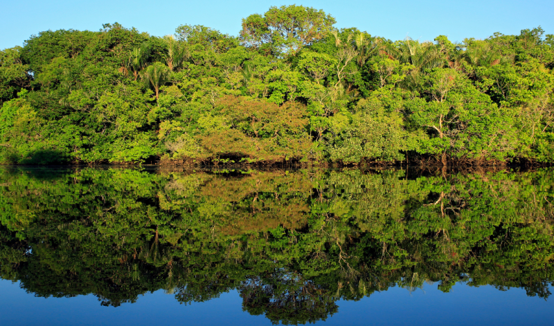 Startup utiliza ingredientes amazônicos para investir em alimentos regenerativos