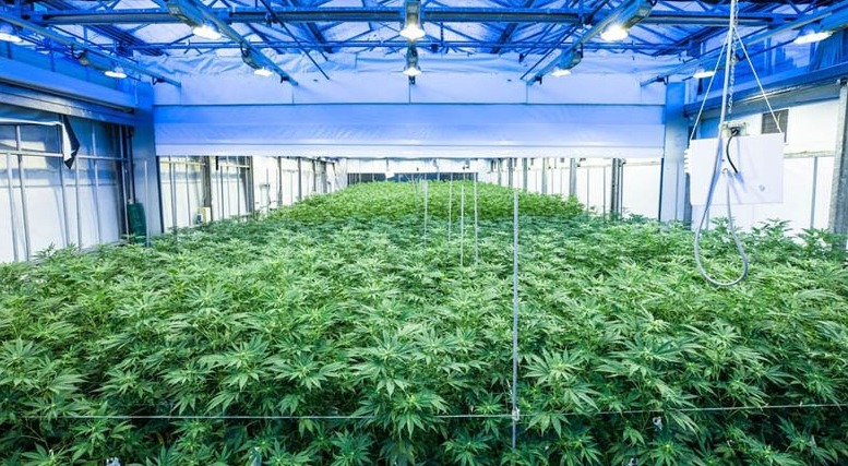 Juiz libera plantio da maconha mesmo sendo proibido por Lei