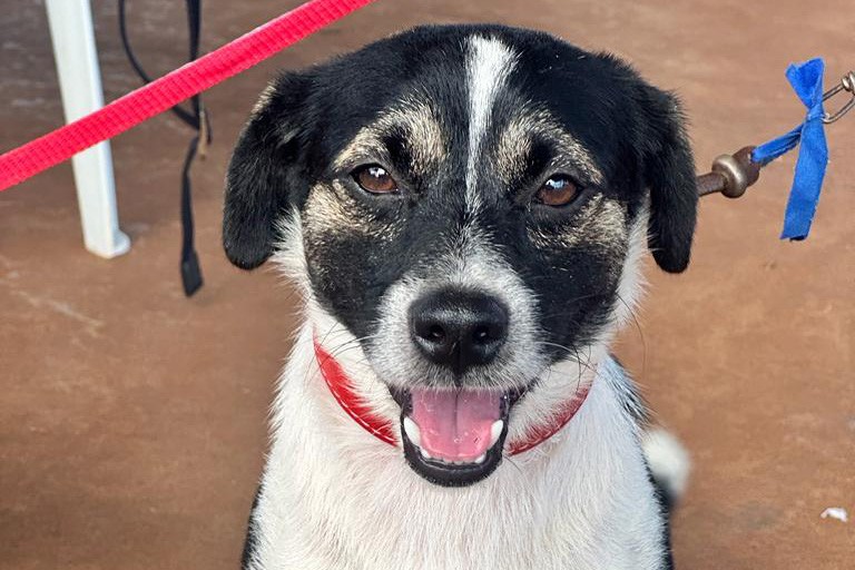 CastraPet encerra mês de fevereiro com 5.609 animais atendidos em 29 municípios