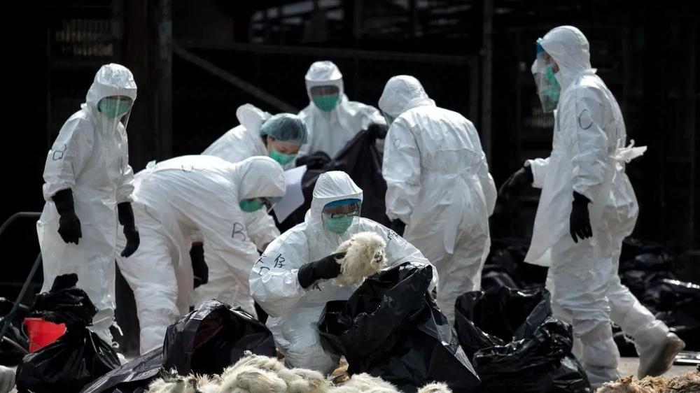 OMS alerta para surtos de Gripe Aviária em vários países