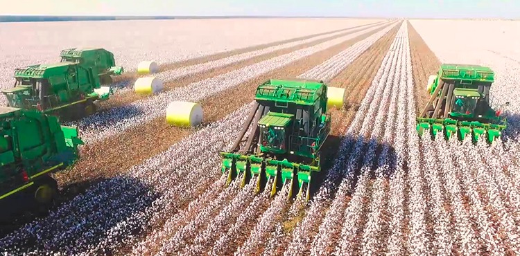 Produção de algodão deve crescer 1,5% e chegar a 123,8 mil toneladas em Goiás