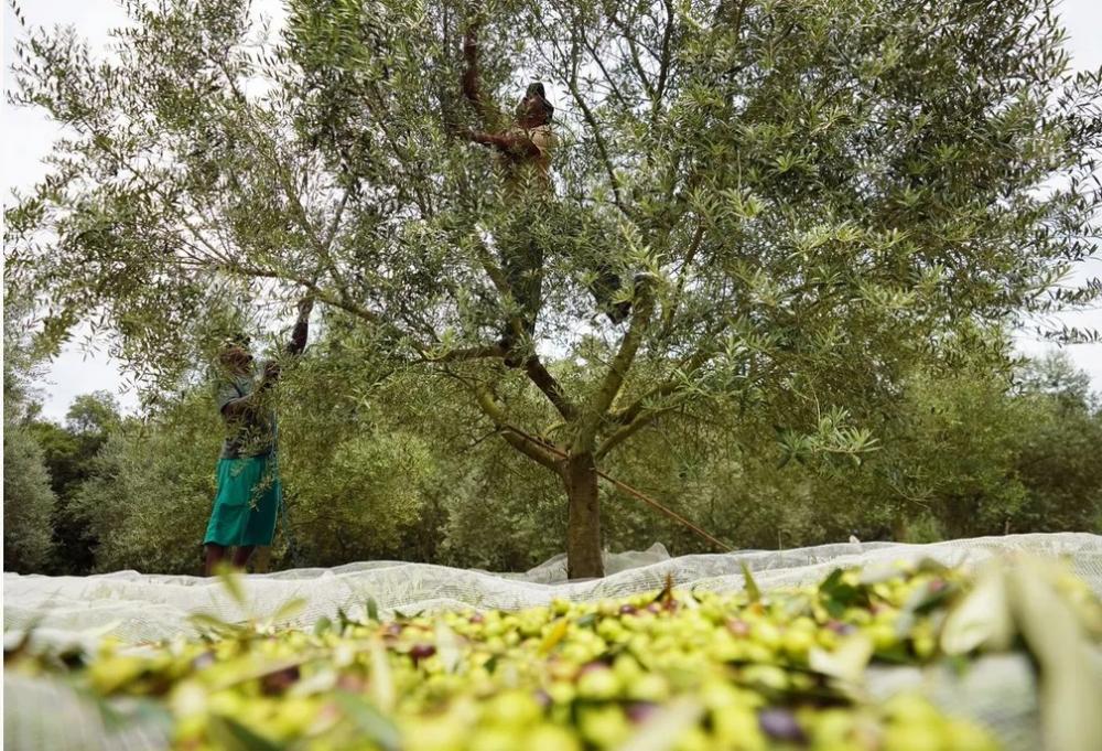 Santa Catarina vira destaque na produção de azeite de oliva