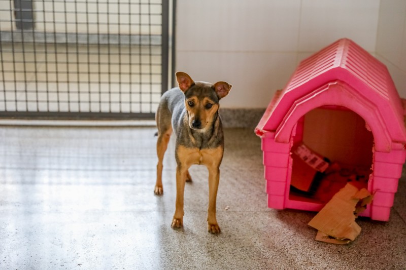 Quer adotar um animal de estimação? Saiba como