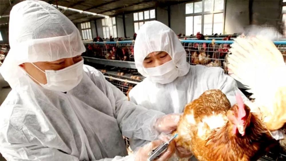 Chile suspende exportação de carne de frango por casos de Gripe Aviária