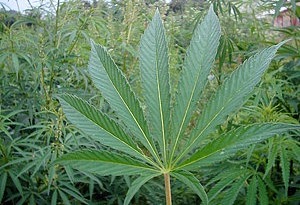 STJ suspende ações sobre plantio de maconha no Brasil