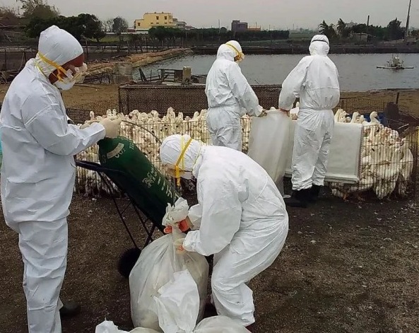 Minas Gerais suspende exposições de aves