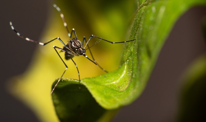 Dengue: campanha de SP mobiliza a população contra criadouros do mosquito em casa