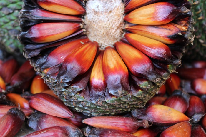 IAT libera no sábado a colheita e venda do pinhão, mas reforça condição de maturação