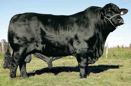 Governo proíbe venda e uso de vacinas contra febre aftosa