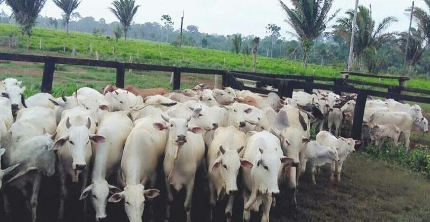 Ibama poderá apreender 500 mil cabeças de gado no sul do Amazonas