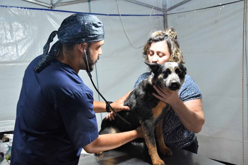 CastraPet Paraná alcança marca de 53,6 mil animais esterilizados desde 2019