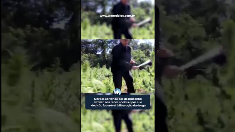 Moraes cortando pé de maconha viraliza nas redes sociais após decisão favorável à liberação da droga